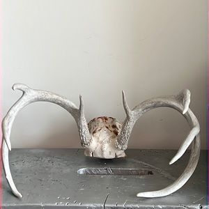 Genuine Antlers skull steer